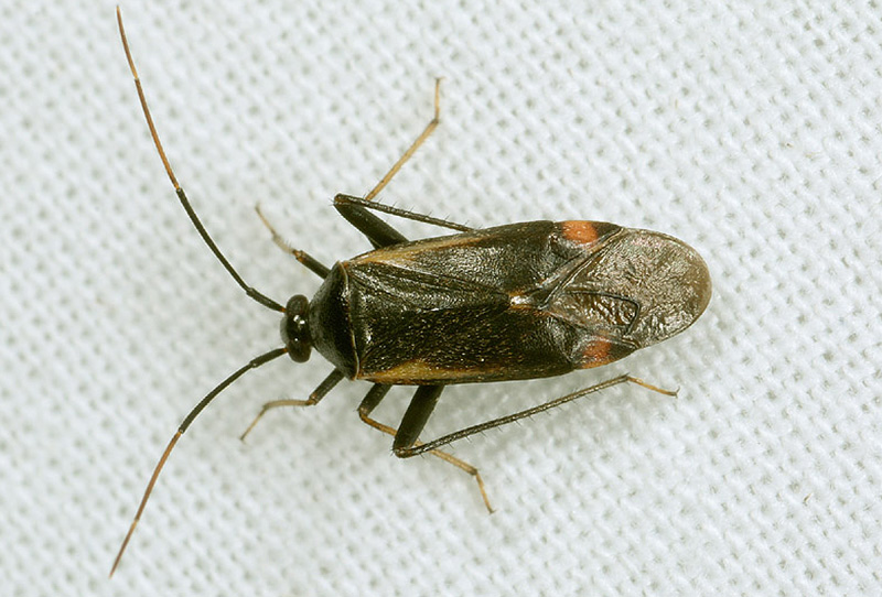 Miridae:  Adelphocoris seticornis da confermare